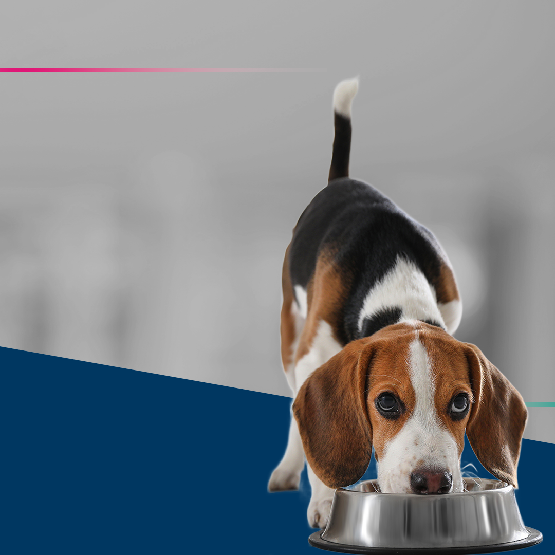 Banner blog vet cão se alimentando