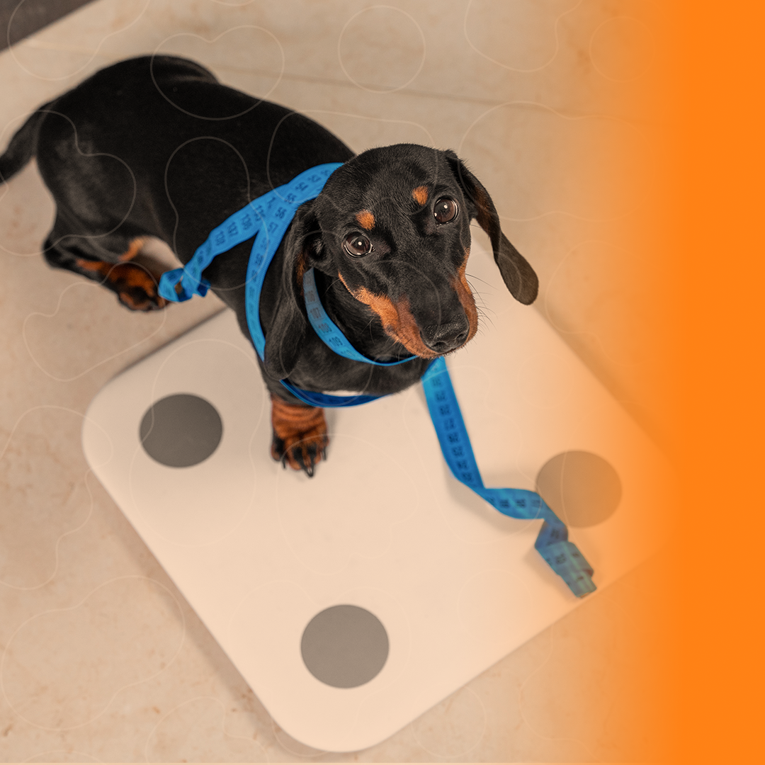 Banner blog tutor cão Dachshund