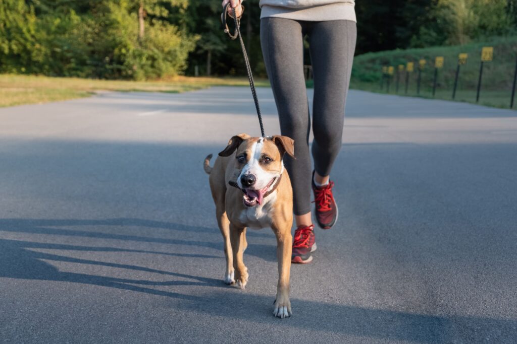 Cão caminhando com tutor na rua