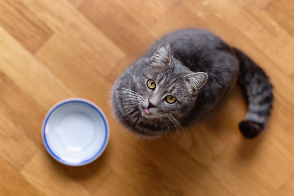 Gato olhando pra cima com uma tigela na sua frente