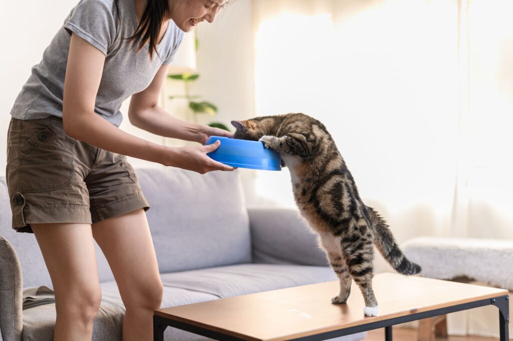 Gato comendo sua ração dada pelo seu tutor