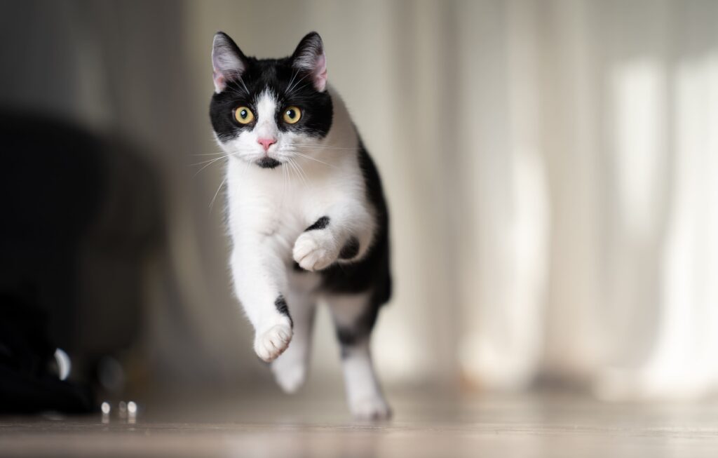 Gato correndo dentro de casa