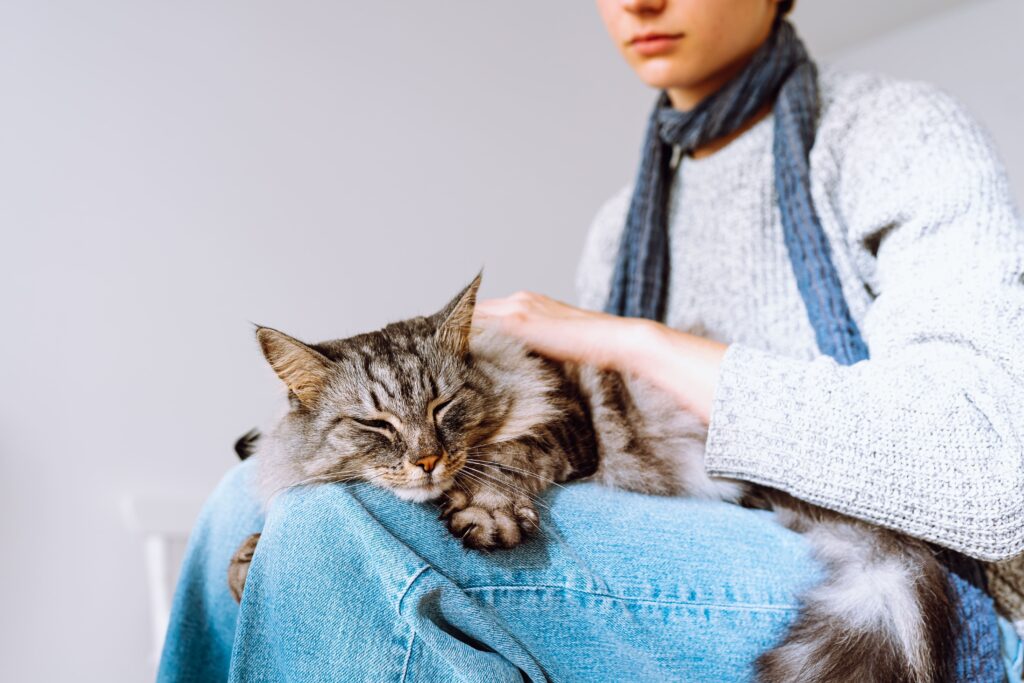 Gato deitado no colo do seu tutor