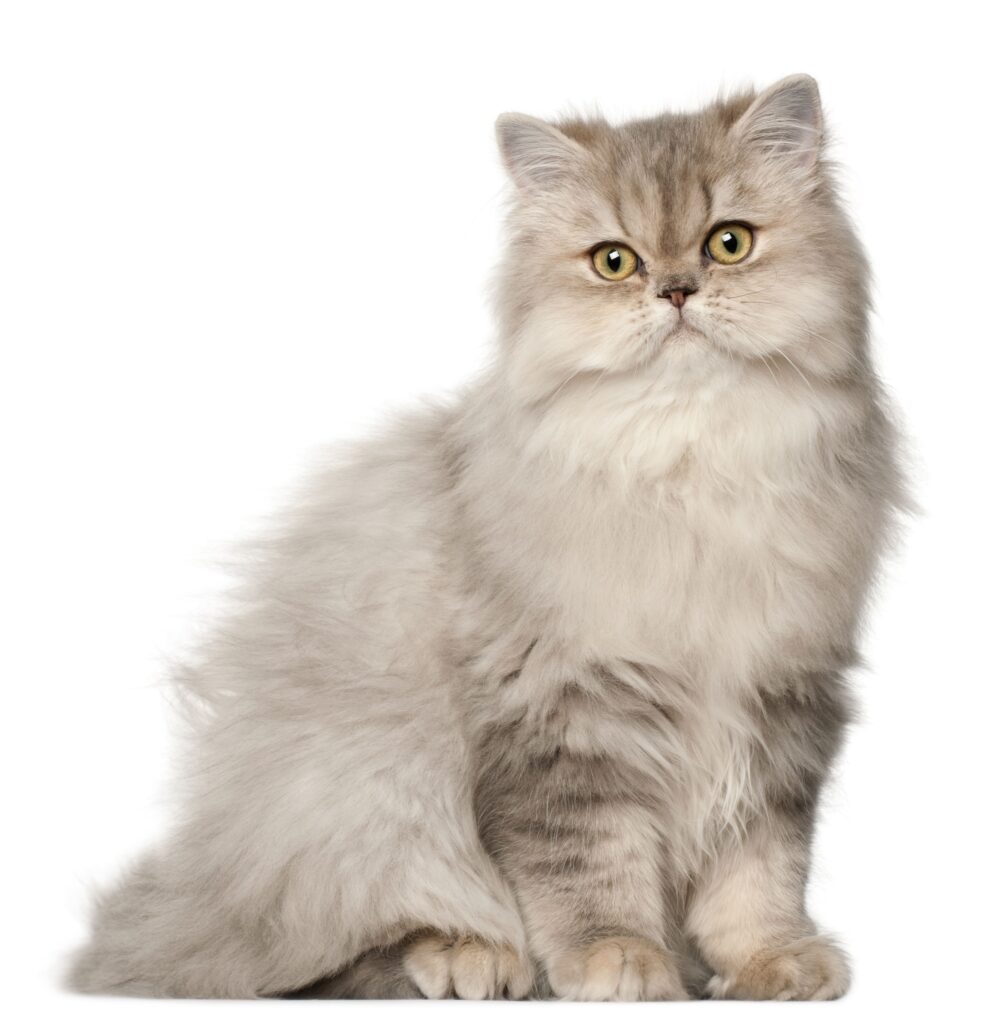Gato Persa