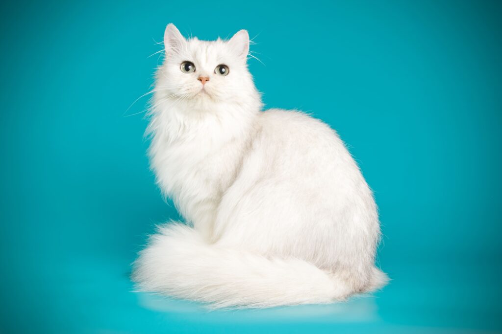 Gato Persa