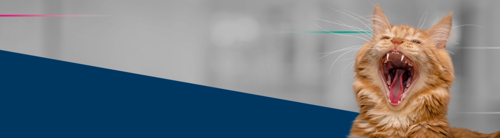 Banner Gengivite Crônica Felina PremieRvet