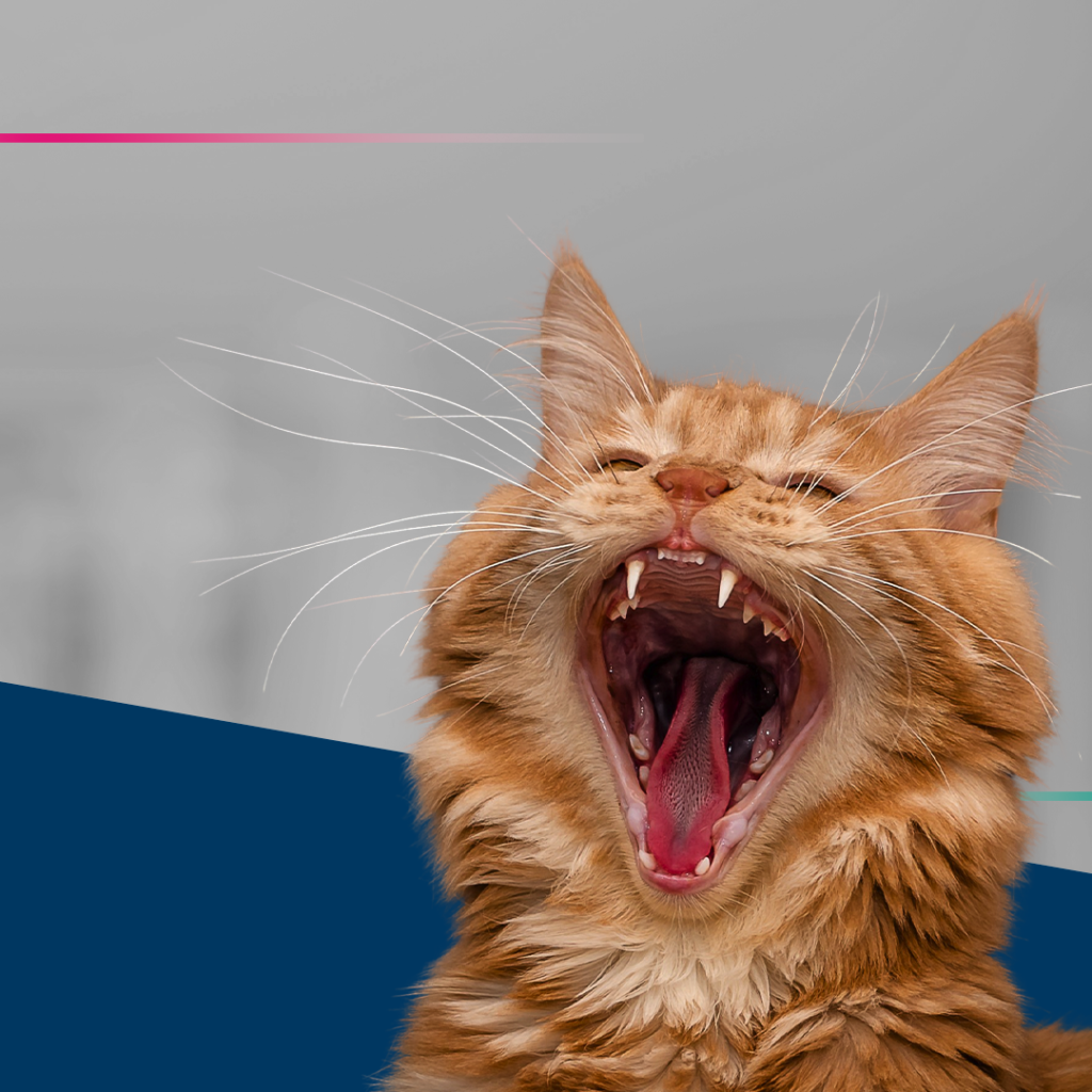 Banner Gengivite Crônica Felina PremieRvet