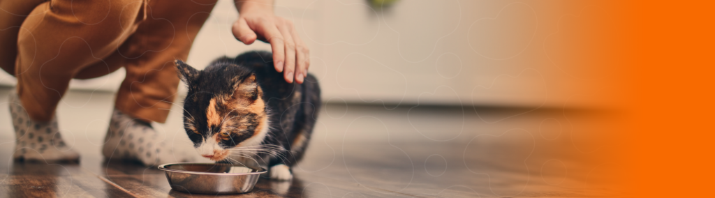 Banner blogpost Cuidados Essenciais com a Alimentação para Gatos com Doença Renal Crônica