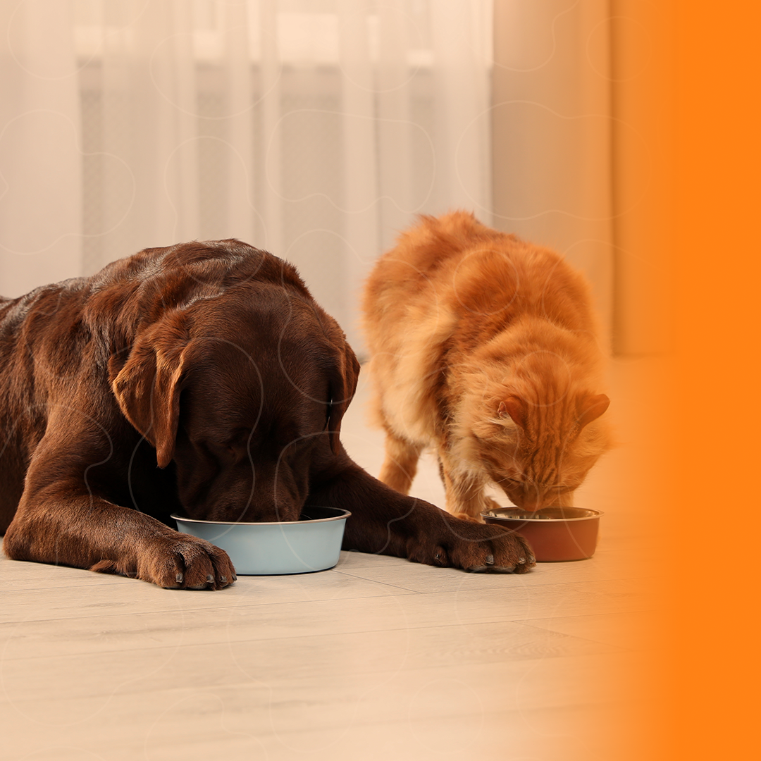 Banner blog tutor cão e gato se alimentando