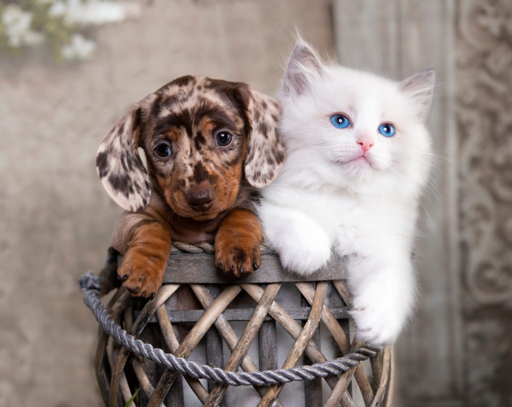 Cão marrom e gato branco filhotes dentro de uma cesta