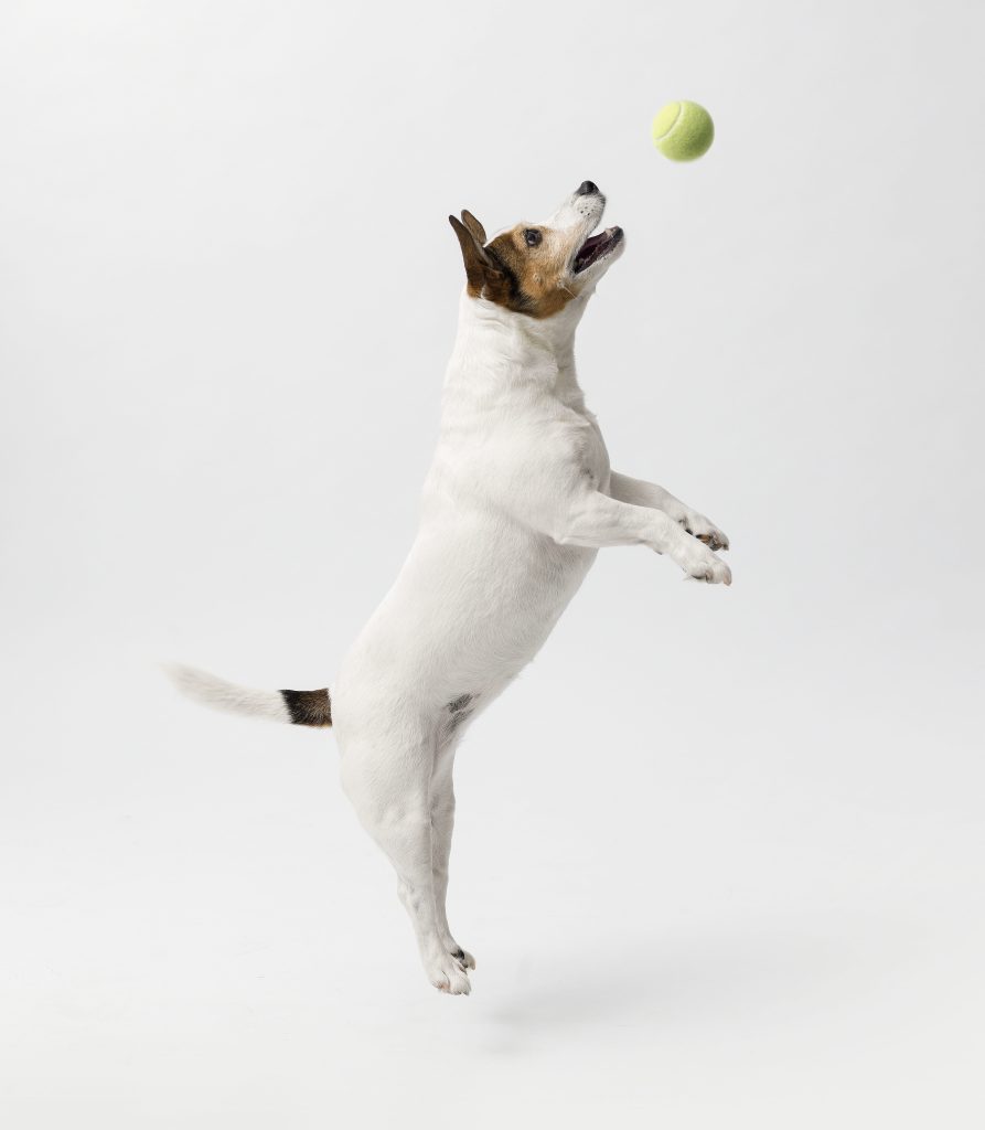 Cão pulando para pegar uma bolinha de tênis