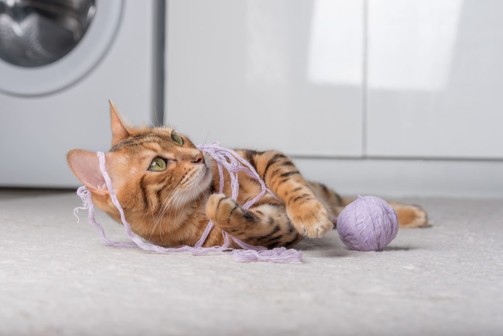Gato laranja enrolado em linha de lã enquanto brinca com bola de lã