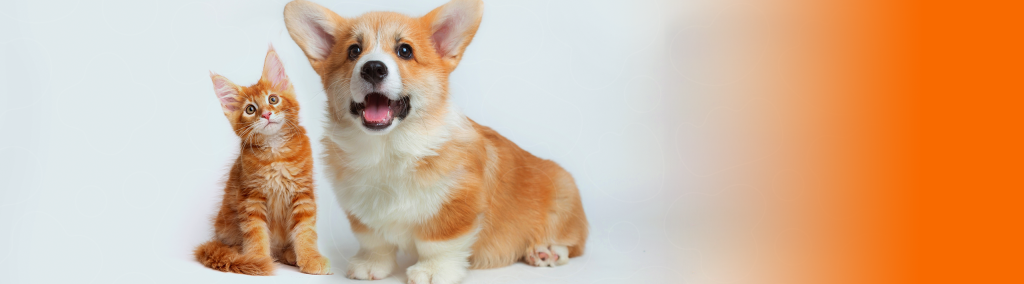 Gato laranja e Corgi Pembroke olhando para cima