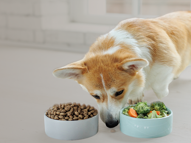Cão olhando tigelas de ração e outra com vegetais