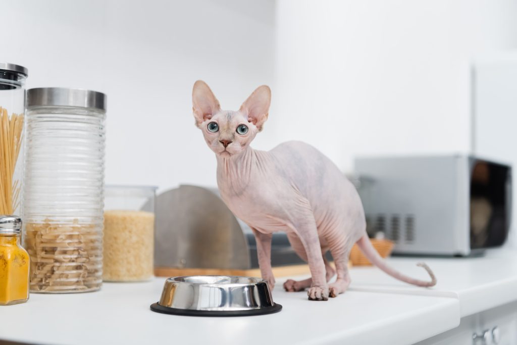 Gato na cozinha com uma tigela de alumínio