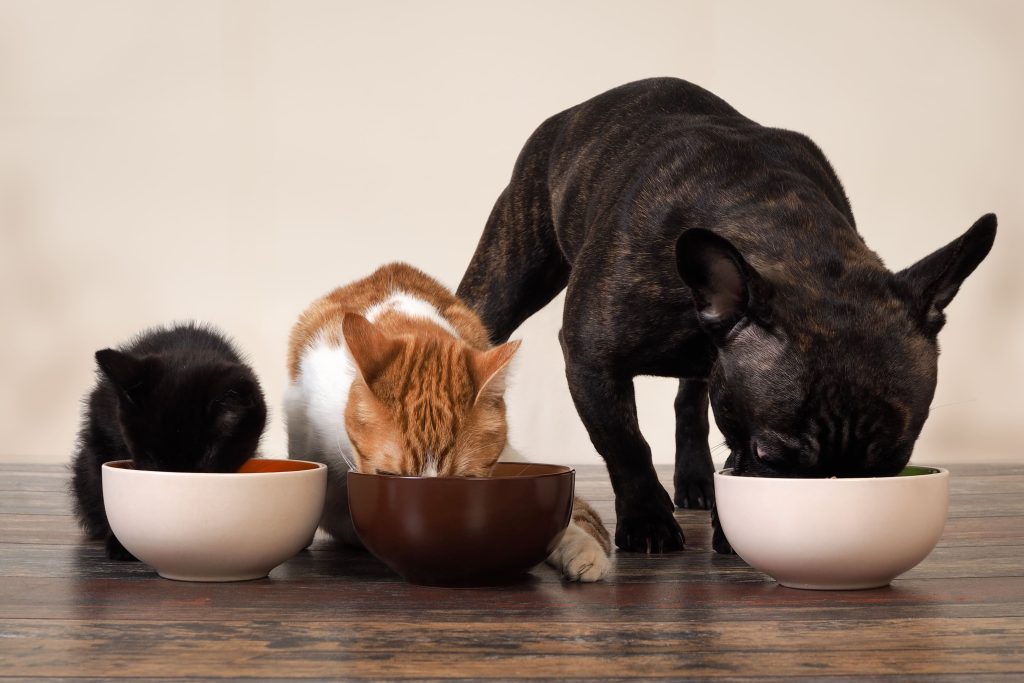 Gato filhote, gato laranja e pug preto comendo ração e suas tigelas