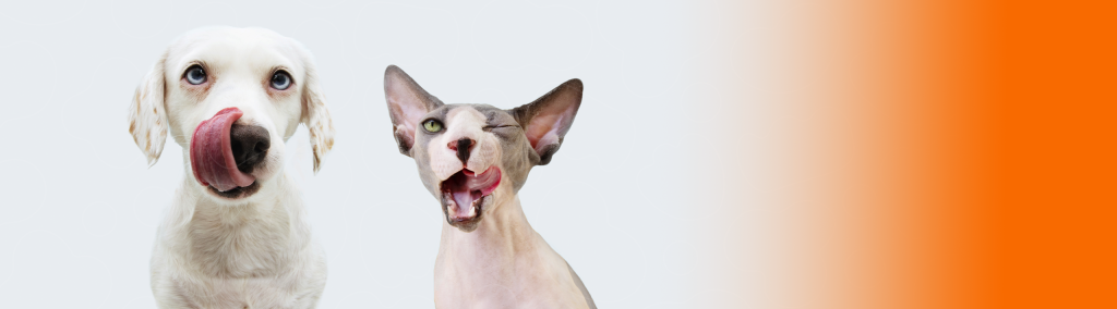 Cão e gato