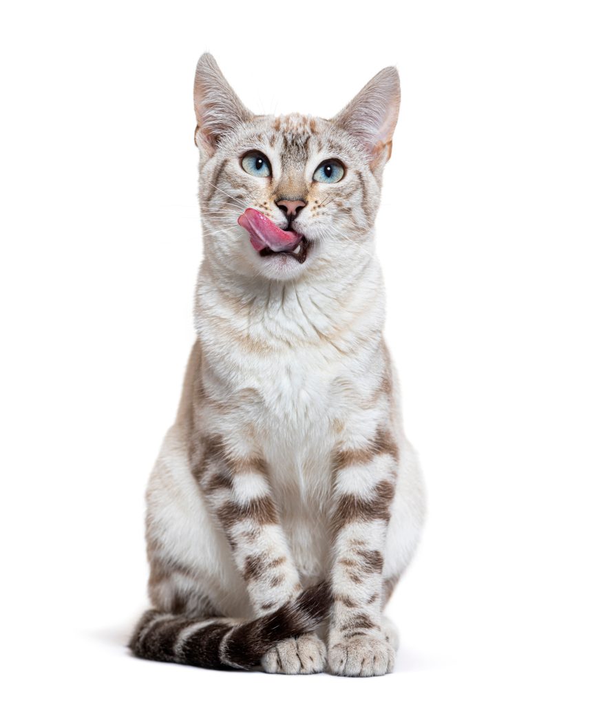 Gato branco com a língua pra fora
