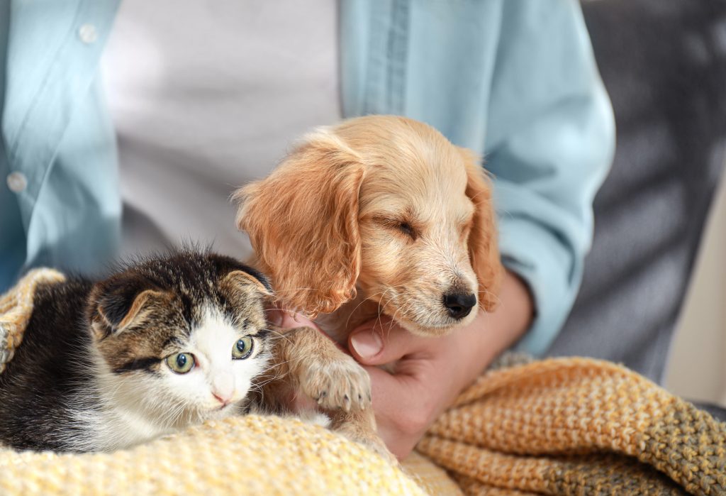 Cão e gato filhotes no colo da tutora