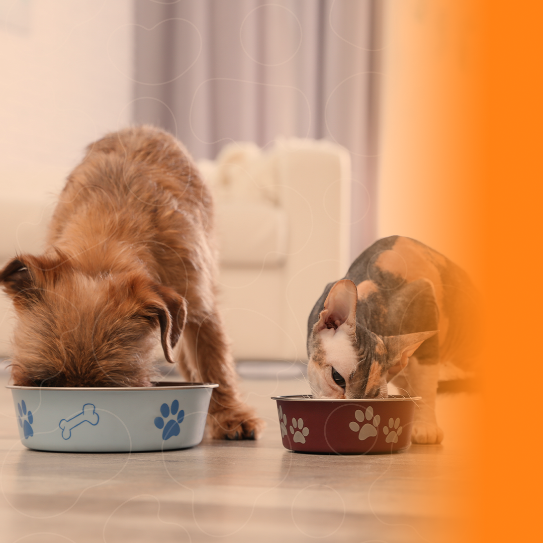 Cão e gato comendo em seus comedouros
