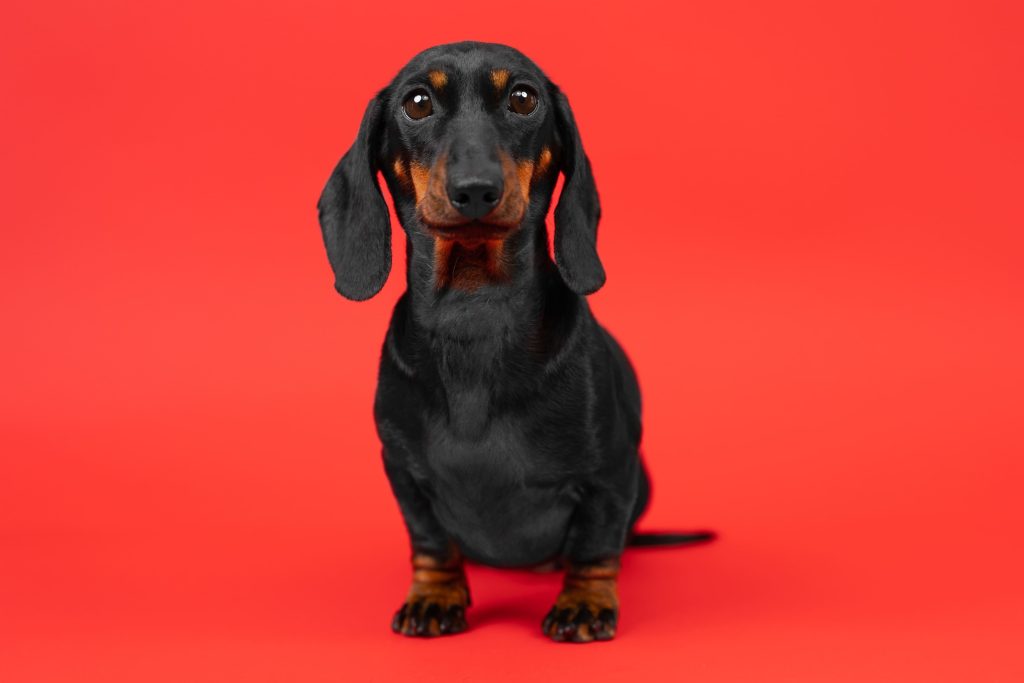Dachshund