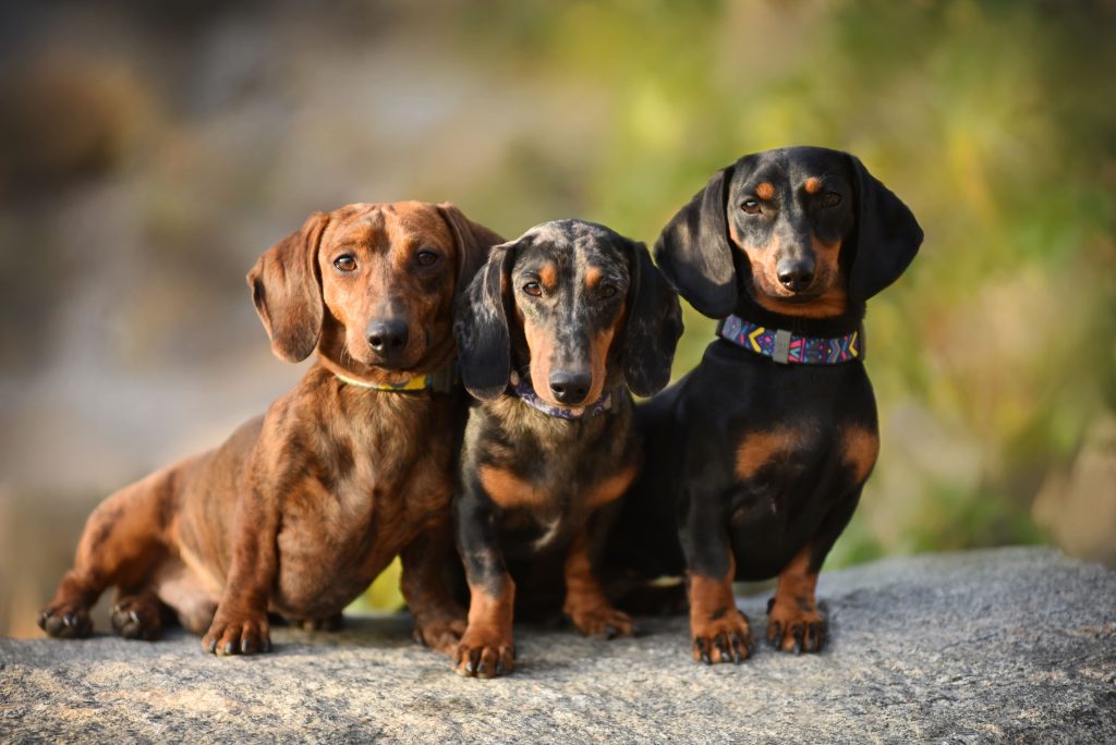 3 Dachshund, um de cada cor