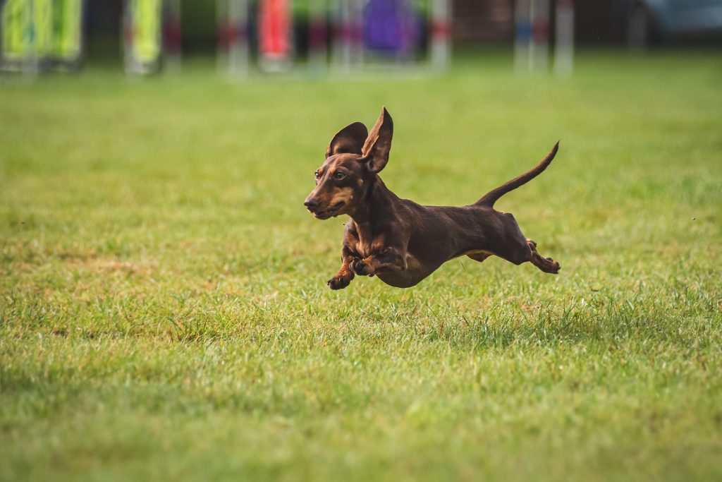 Dachshund correndo no campo