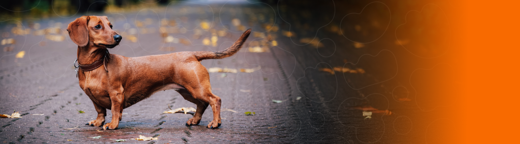 Dachshund na rua