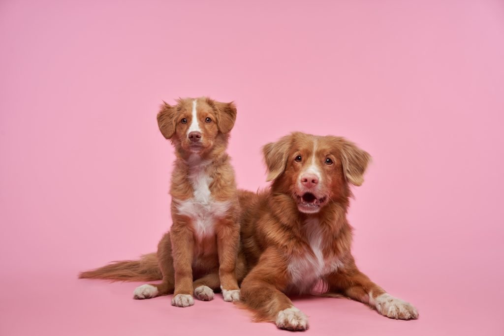 Cão filhote e cão adulto juntos