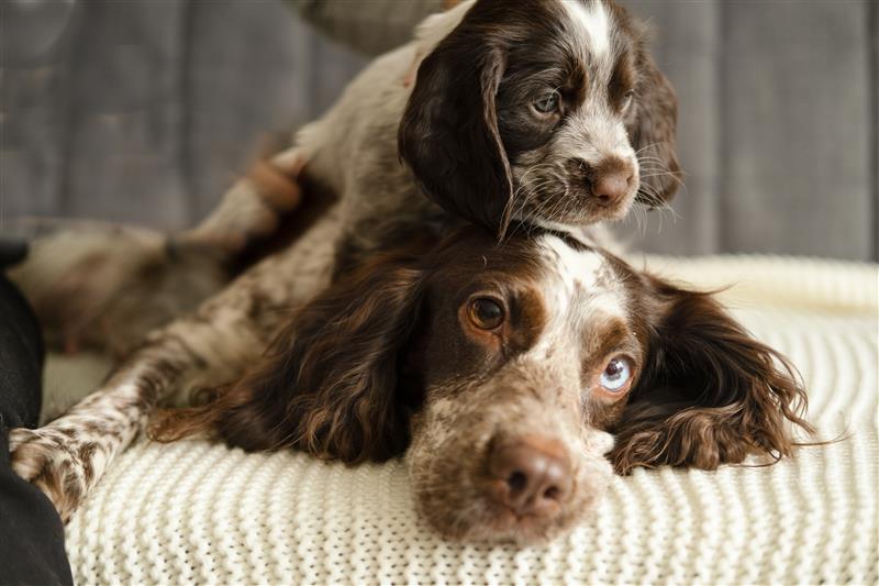 Cão filhote e adulto deitados na cama