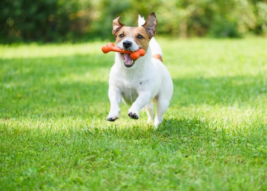 Cão brincando no campo