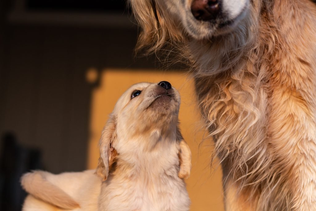 Cão filhote olhando para cão adulto