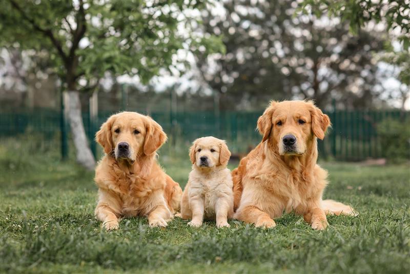 Família de Golden deitada na grama