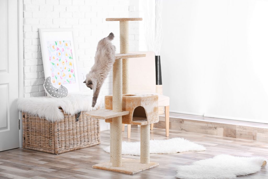 Gato brincando com escada dentro de casa
