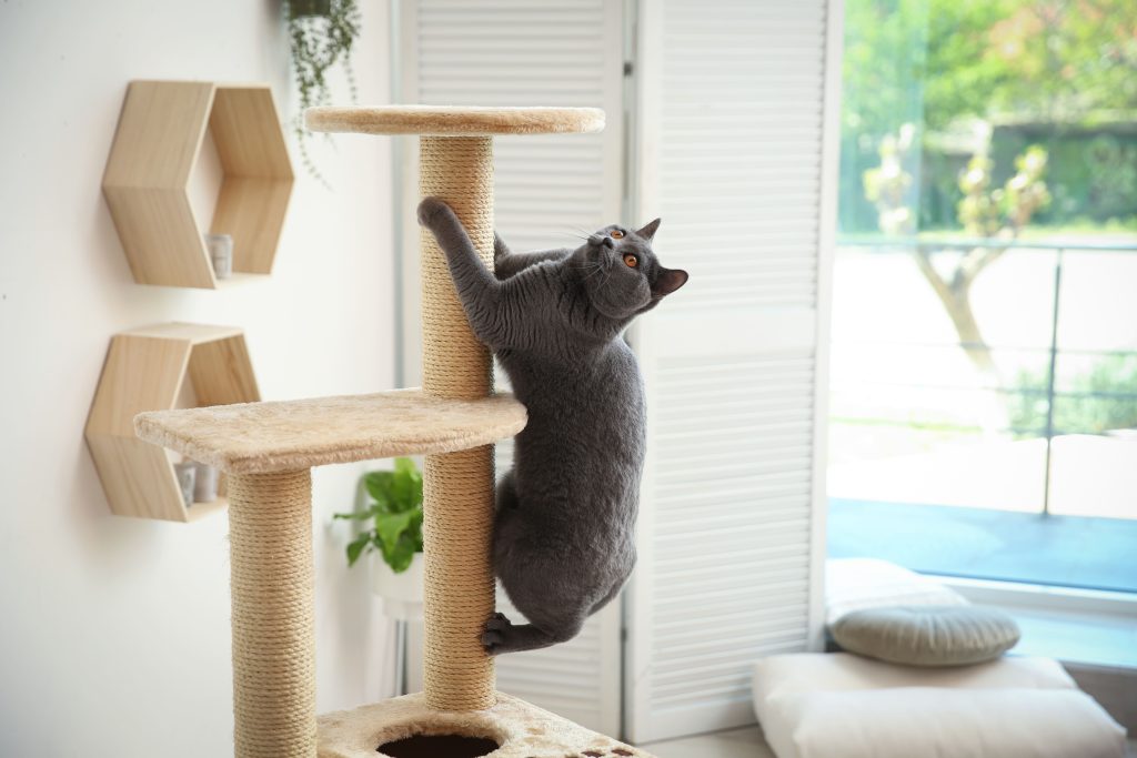 Gato fazendo enriquecimento ambiental