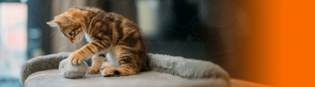 Gato filhote brincando
