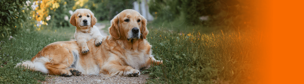 cão filhote e adulto de golden