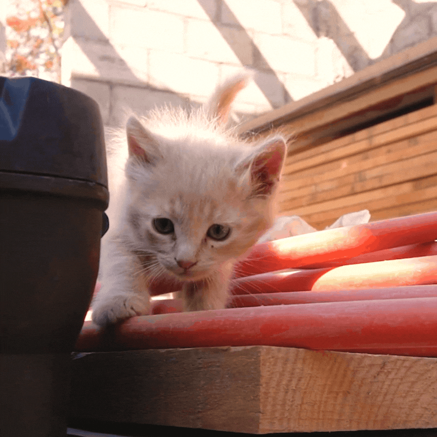 gato filhote