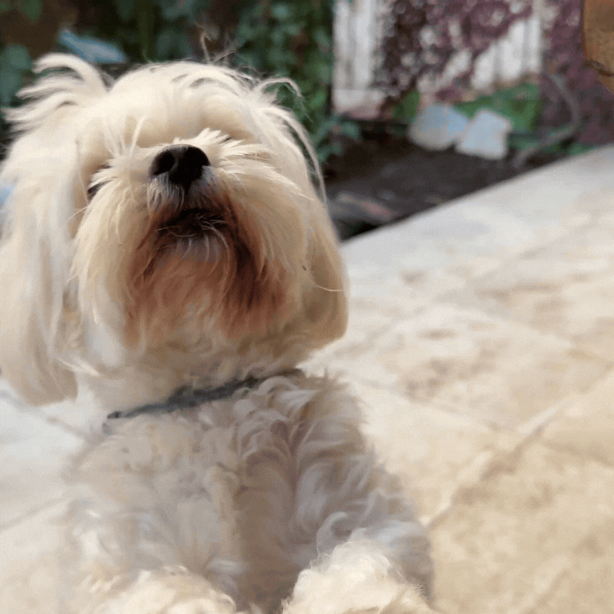 comprimido para cachorro