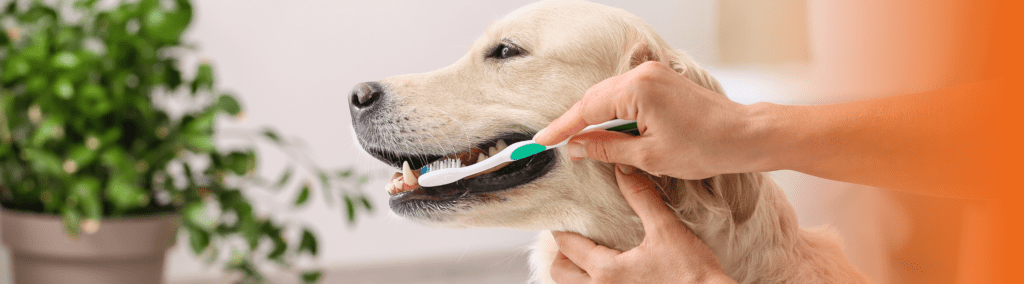 dentes do cachorro