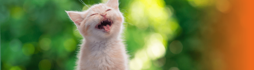 gato filhote