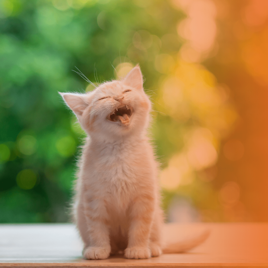gato filhote