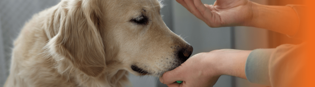 comprimido para cachorro