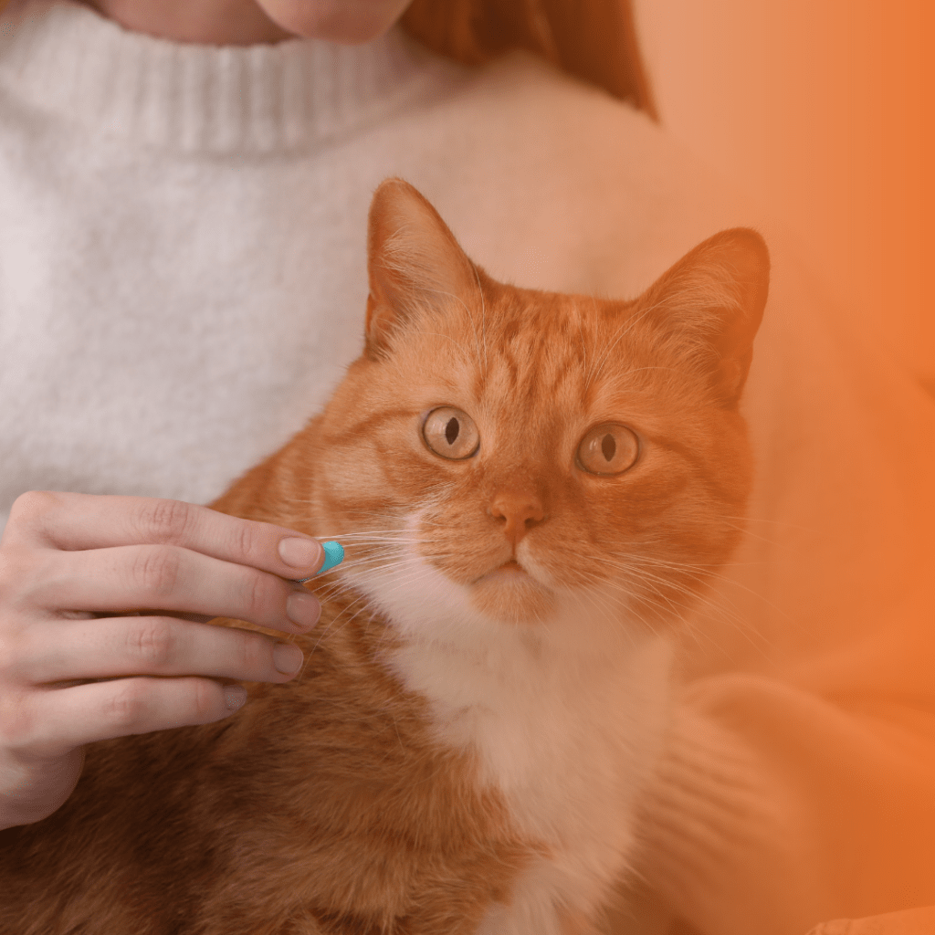 vermífugo para gatos