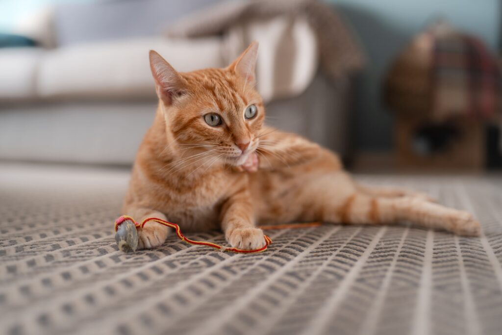 Gato brincando com fio de lã
