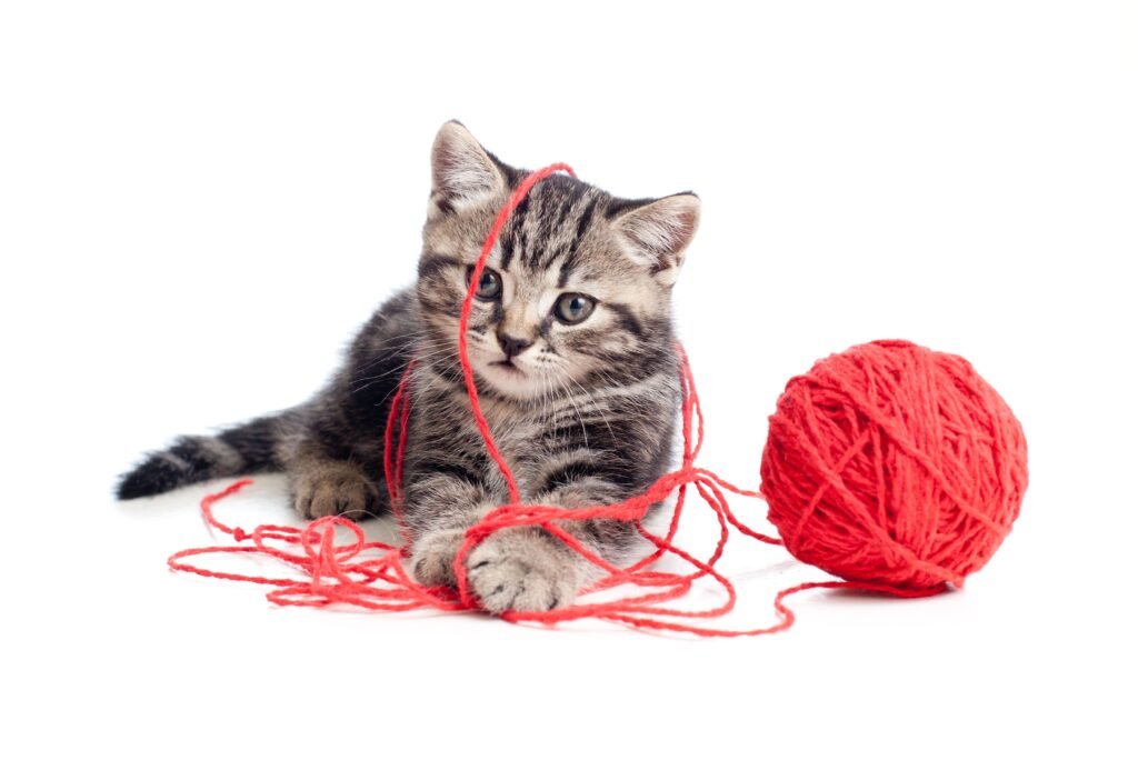 Gato brincando com bola de lã
