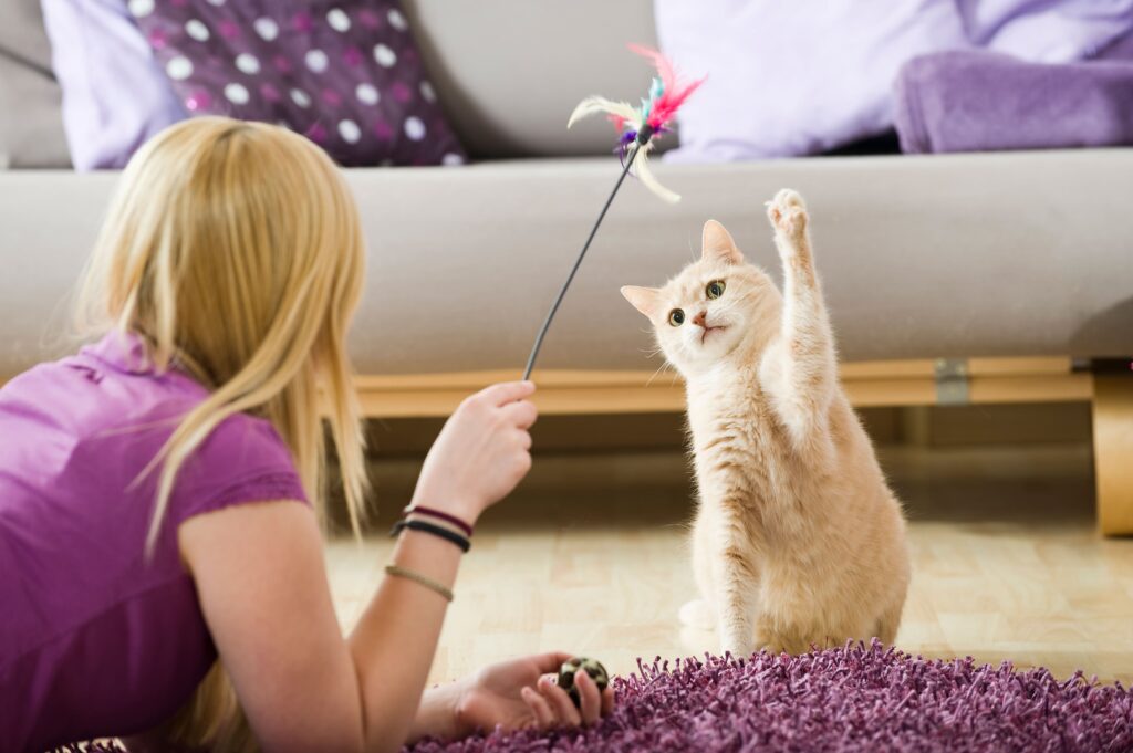 Tutora ensinando gato