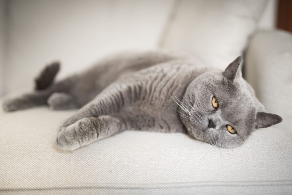 Gato cinza deitado no sofá