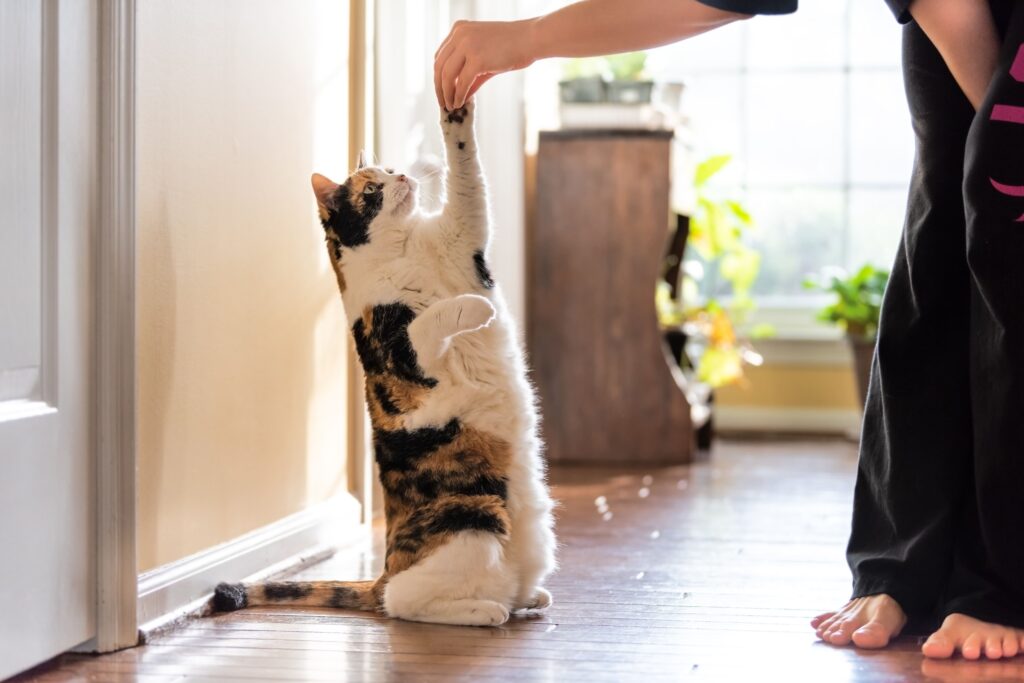 Tutor ensinando gato a dar a pata