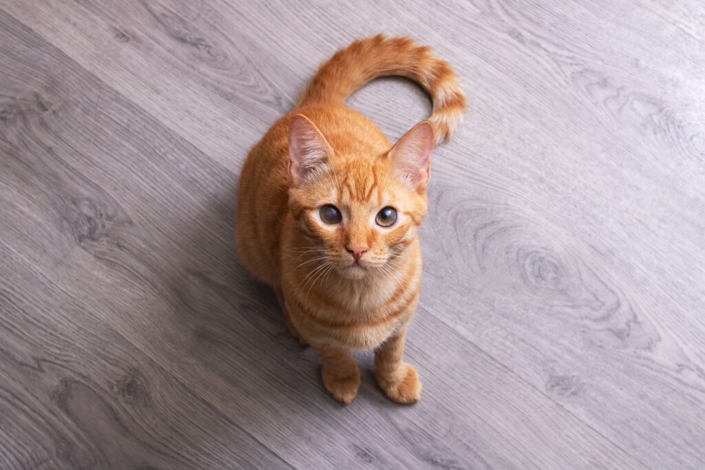 Gato laranja olhando pra cima